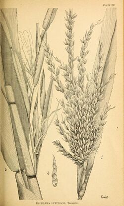 Agricultural grasses and forage plants of the United States; and such foreign kinds as have been introduced (1889) (14577805377).jpg