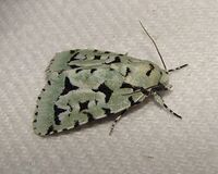 Agriopodes fallax – Green Marvel Moth.jpg