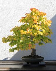 American Beech bonsai 272, October 10, 2008.jpg
