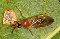 An uncommon fly - Rachicerus fulvicollis, Julie Metz Wetlands, Woodbridge, Virginia.jpg
