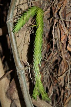 Angraecum podochiloides (Orchidaceae) (24418219496).jpg