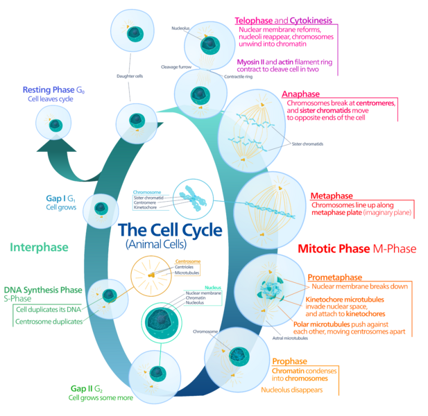 File:Animal cell cycle-en.svg