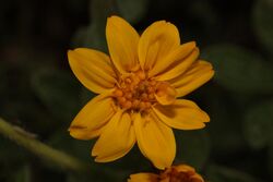 Arnica ovata 4022.JPG