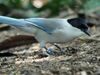 Azure-winged Magpie RWD2.jpg