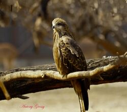 Black Kite (6951496173).jpg