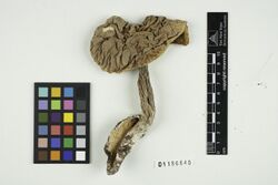 Boletus pinetorum M.Korhonen (Herbarium specimen) 1.jpg