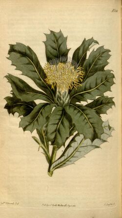 Botanical Magazine 1581 Dryandra floribunda.jpeg