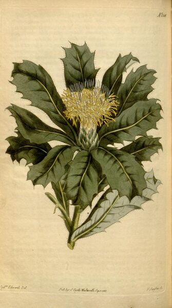 File:Botanical Magazine 1581 Dryandra floribunda.jpeg