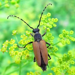 Brachyleptura rubrica.jpg