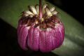 Bulbophyllum aff. corolliferum J.J.Sm., Bull. Jard. Bot. Buitenzorg, sér. 2, 25 80 (1917). (51032347111).jpg