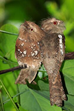 Burung Paruh Kodok.jpg