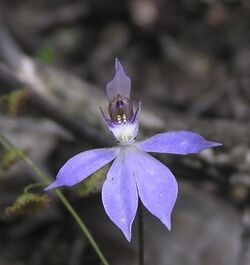 Caladenia aperta.jpg