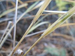 Calamagrostis rubescens (5192869172).jpg