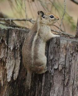 Callospermophilus madrensis2.jpg