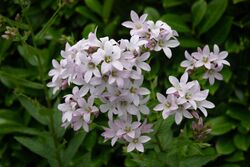 Campanula lactiflora Loddon A.jpg