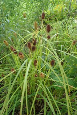 Carex squarrosa kz4.jpg