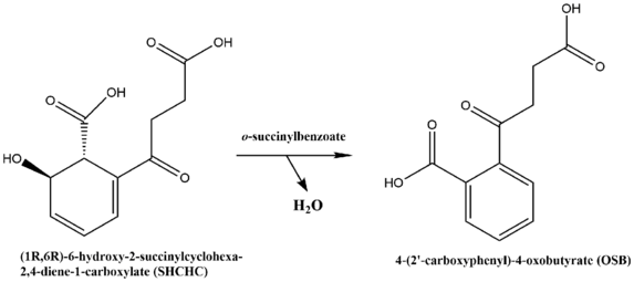 Chemical reaction catalyzed by OSBS.png