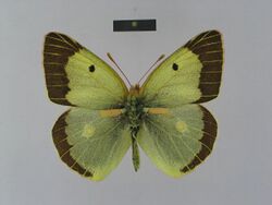 Colias chlorocoma aladagensis male Paratype 01 dorsal side ZSM.jpg