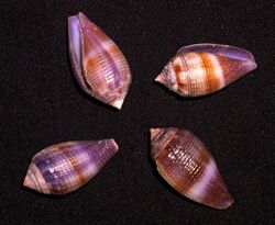 Conus glans.shell001.jpg