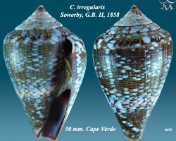 Conus irregularis 1.jpg