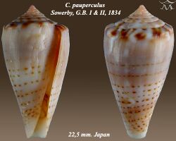 Conus pauperculus 1.jpg