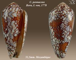 Conus pennaceus 4.jpg