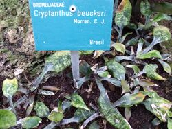 Cryptanthus beuckeri.JPG