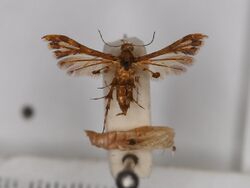 Deuterocopus socotranus specimen.jpg