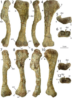 Dilophosaurus holotype humeri.png