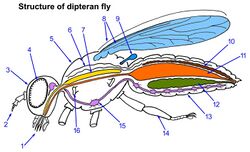 Dipteran-fly-structure.jpg