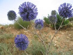 Echinops adenocaulos.jpg