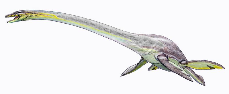 File:Elasmosaurus platyurus.jpg