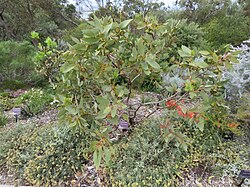 Eneabba mallee (Eucalyptus x impensa) in Kings Park, Perth, October 2023 01.jpg