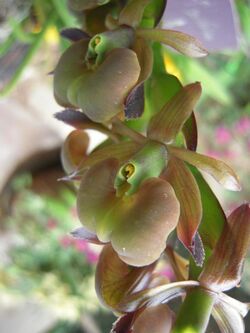 Epidendrum coriifolium - Flickr 003.jpg