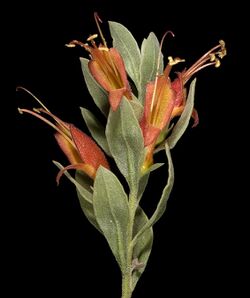 Eremophila glabra subsp. glabra - Flickr - Kevin Thiele.jpg