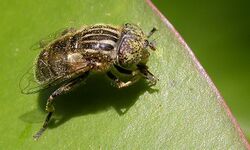 Eristalinus sepulchralis.jpg