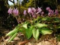 Erythronium japonicum 2006 007.jpg