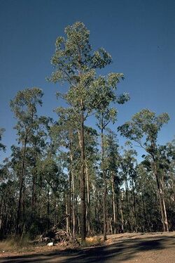 Eucalyptus tetrapleura.jpg