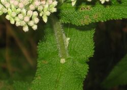 Eupatorium perfoliatum with bee and caterpillar (cropped).jpg