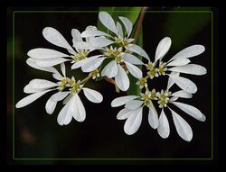 Euphorbia leucocephala 3.jpg