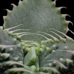 Faucaria tuberculosa 4929.JPG