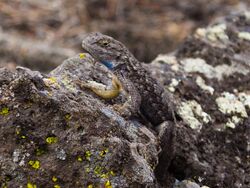 Fence Lizard 5519ed.jpg