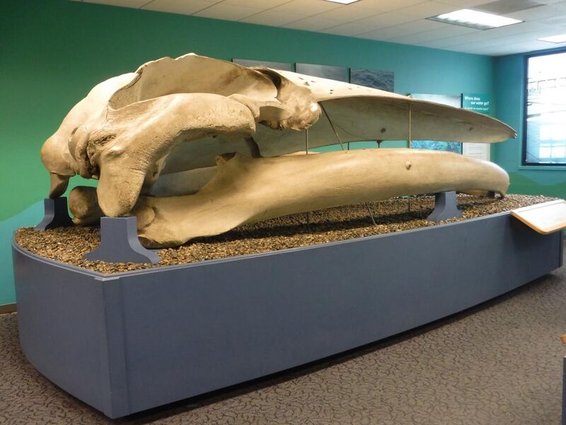 File:Finback Whale Skull San Diego Natural History Museum DSCF1854.jpg
