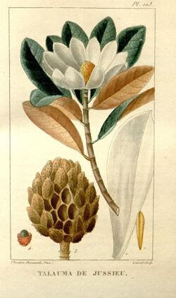 Flore médicale des Antilles, ou, Traité des plantes usuelles (Pl. 103) (8203064360).jpg