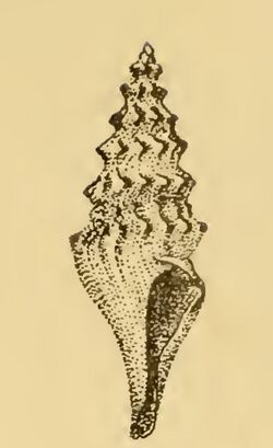 Gemmula samueli 001.jpg