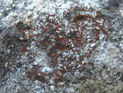 Granite Firedot Lichen (2972621602).jpg