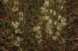 Hakea adnata.jpg