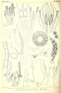 Halicoryne wrightii Okamura 1908 pl XLIII.jpg