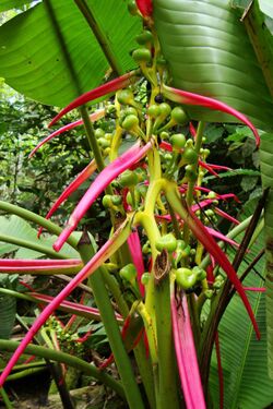 Heliconia aemygdiana (53150020989).jpg