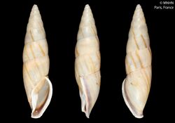 Helix fusiformis (MNHN-IM-2000-28048).jpeg